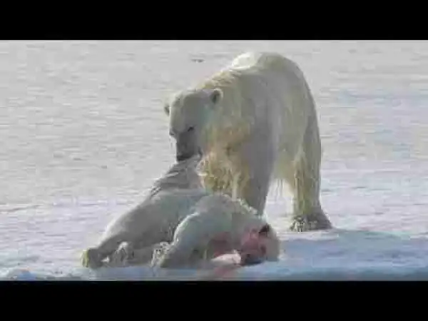 Video: TOP 10 WEIRDEST CANNIBALISTIC ANIMALS IN THE WORLD 27,166 views